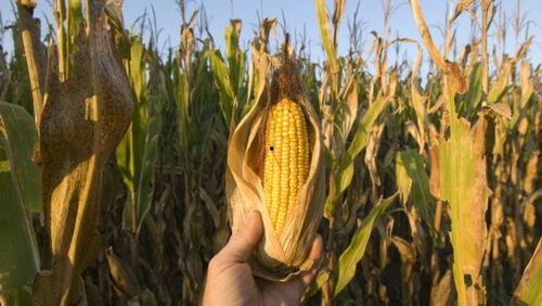 吃哈密瓜可以吃玉米吗,美味搭配的夏日盛宴