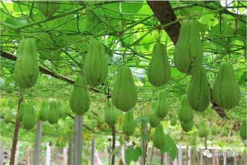 佛手瓜冷冻可以吃,美味依旧尽享