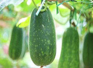 生在农村种瓜吃瓜,农村种瓜吃瓜的田园生活画卷