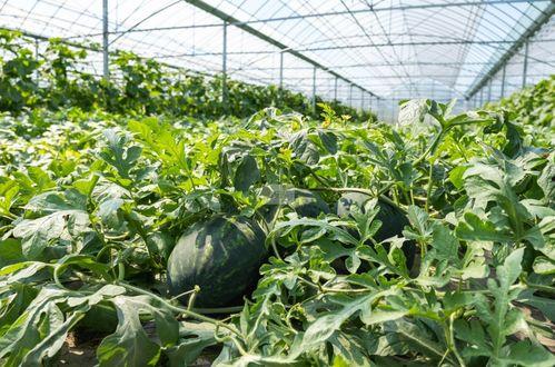 生在农村种瓜吃瓜,农村种瓜吃瓜的田园生活画卷