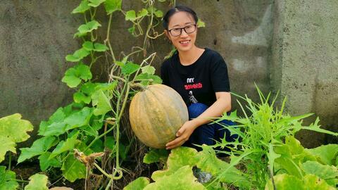 生在农村种瓜吃瓜,农村种瓜吃瓜的田园生活画卷