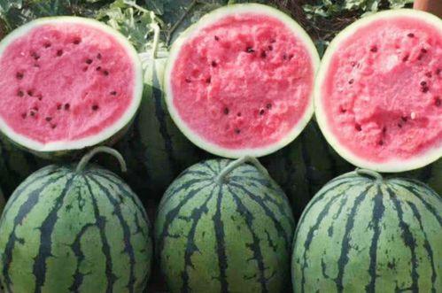 梦见买瓜孑吃,揭秘买瓜吃瓜的神秘寓意