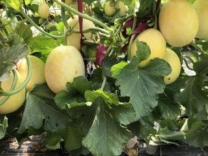 界首吃瓜大镜头,揭秘街头热辣瞬间