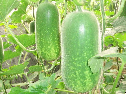 界首吃瓜大镜头,揭秘街头热辣瞬间