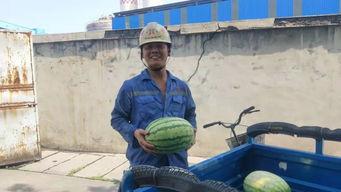 群众欢乐吃瓜模式,一场别开生面的“吃瓜”盛宴