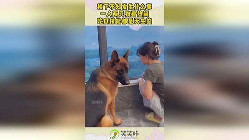 两只吃瓜狗,两只吃瓜狗的欢乐日常