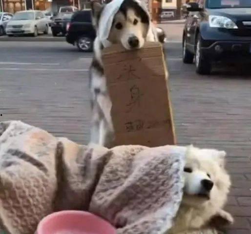 两只吃瓜狗,两只吃瓜狗的欢乐日常