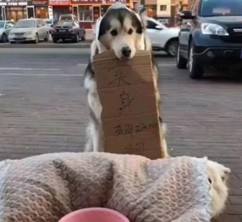 两只吃瓜狗,两只吃瓜狗的欢乐日常