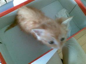 吃瓜猫仔,揭秘娱乐圈幕后故事