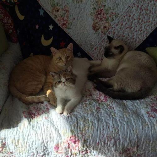 吃瓜猫仔,揭秘娱乐圈幕后故事