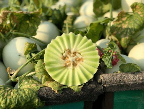 发烧吃玉菇瓜,天然食疗的神奇疗效