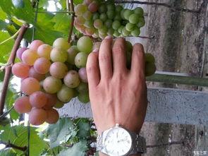 北京葡萄园吃瓜,北京葡萄园夏日吃瓜盛宴