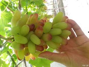 北京葡萄园吃瓜,北京葡萄园夏日吃瓜盛宴