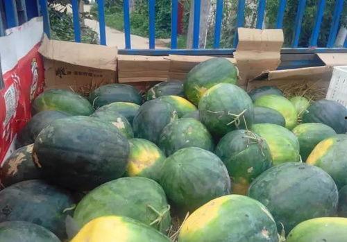 带家人吃瓜,与家人共享美味瓜果的温馨瞬间