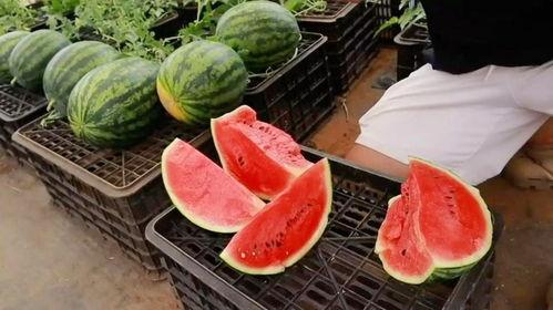 带家人吃瓜,与家人共享美味瓜果的温馨瞬间