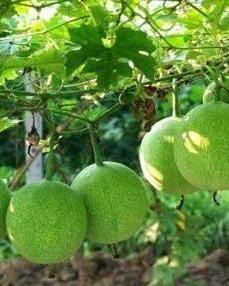 瓜萎药用吃哪部分,揭秘其药用部位与神奇功效