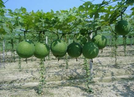 瓜萎药用吃哪部分,揭秘其药用部位与神奇功效