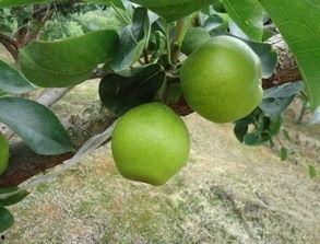 株洲婚前吃瓜,揭秘婚恋市场的甜蜜与苦涩