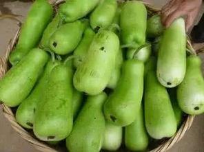 葫芦瓜如何吃,解锁健康美味新体验