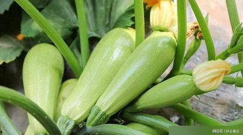 葫芦瓜如何吃,解锁健康美味新体验