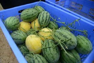 莲花岛吃瓜群,揭秘娱乐圈幕后风云