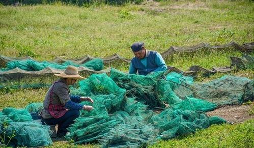 莲花岛吃瓜群,揭秘娱乐圈幕后风云