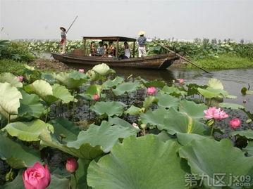 莲花岛吃瓜群,揭秘娱乐圈幕后风云