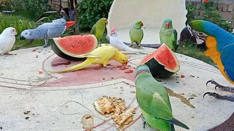 小葵今天吃瓜了吗