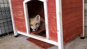 吃瓜的狐狸,吃瓜狐狸的趣味观察日记