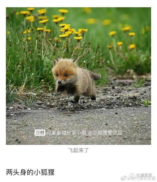 吃瓜的狐狸,吃瓜狐狸的趣味观察日记