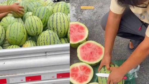 小杨哥吃生瓜还是熟瓜好,小杨哥的选择智慧