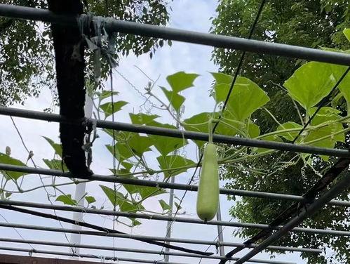 长兴有瓜吃,共享丰收喜悦