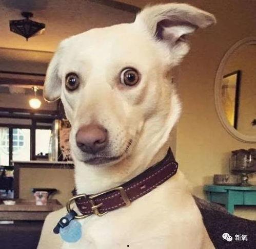 吃瓜的狗头像,揭秘娱乐圈的幕后真相