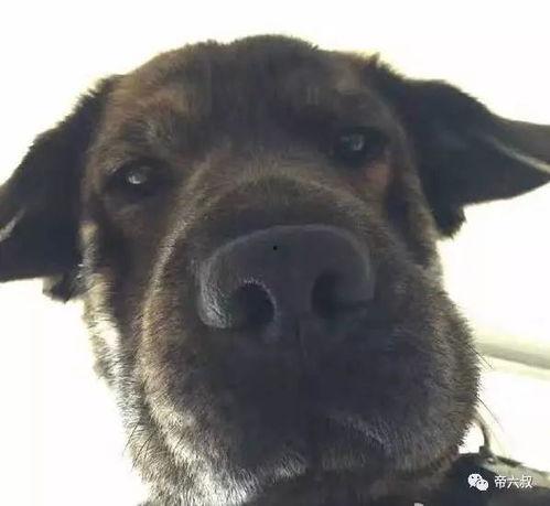 吃瓜的狗头像,揭秘娱乐圈的幕后真相