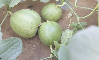 吃瓜送小甜瓜图片,甜蜜小瓜相伴