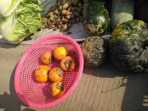 丑瓜怎么吃,探索独特食用方法