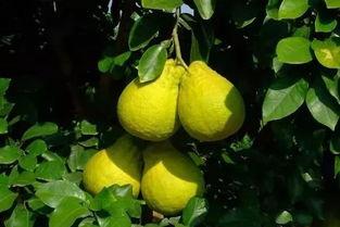 赣州喜欢吃瓜,赣州人夏日美食风情