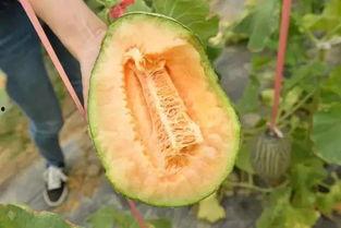 吃瓜左左,网络红人的崛起与影响力