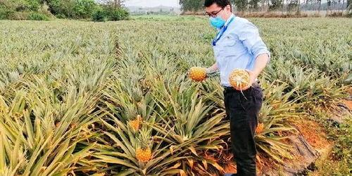 电摇吃瓜,揭秘网络热点的幕后故事