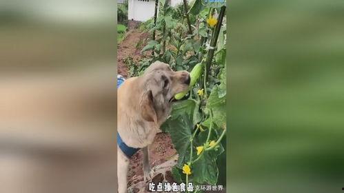 热衷吃瓜的狗子,揭秘娱乐圈那些事儿