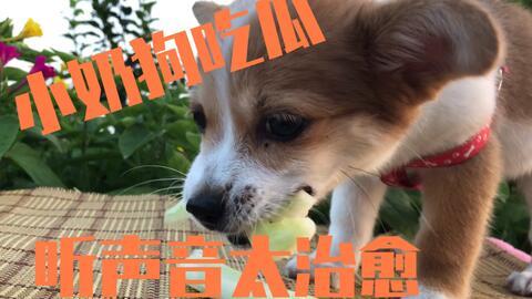 热衷吃瓜的狗子,揭秘娱乐圈那些事儿