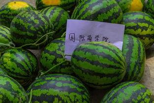 发语音吃瓜,揭秘娱乐圈幕后风云