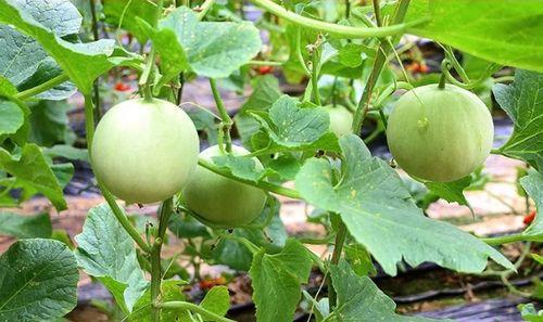 陕西大哥吃瓜,一场别开生面的吃瓜盛宴