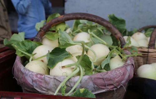 陕西大哥吃瓜,一场别开生面的吃瓜盛宴