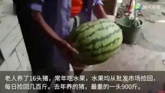 正在吃瓜视频,揭秘吃瓜群众的欢乐盛宴
