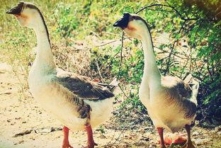 鹅鹅吃瓜帮,揭秘娱乐圈幕后故事