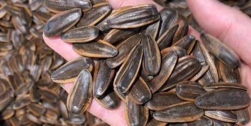 瓜吃瓜子,探寻瓜与瓜子的奇妙之旅