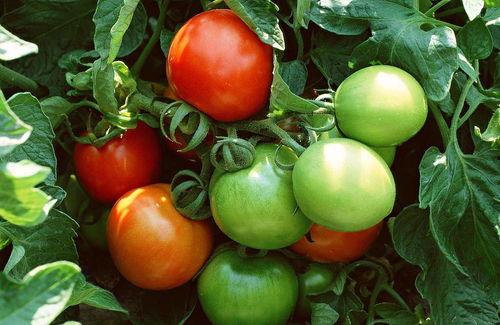 上朝吃瓜番茄,揭秘古代宫廷的番茄美食传奇