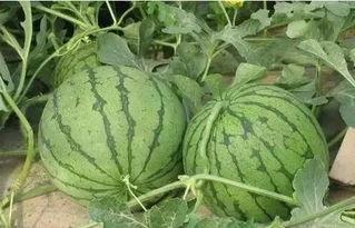 温岭市吃瓜,瓜果飘香，品味生活新篇章