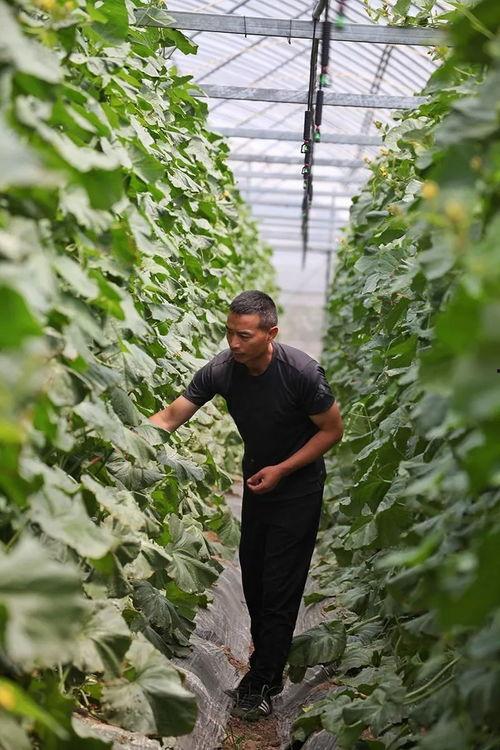 温岭市吃瓜,瓜果飘香，品味生活新篇章